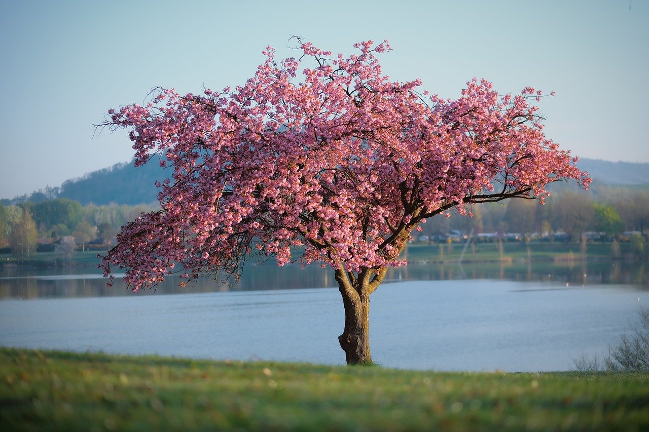 A tree with pink flowers in a body of water